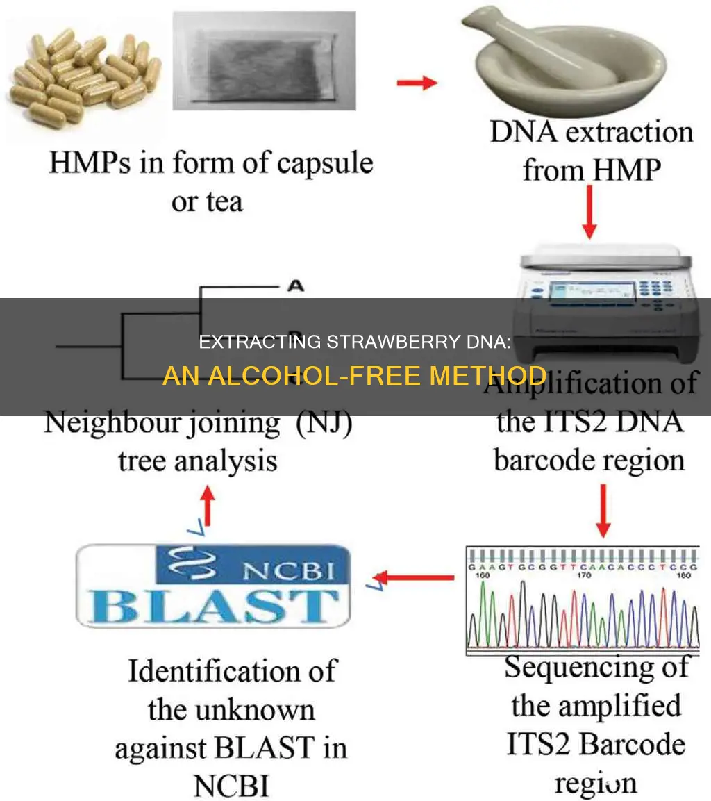 how to extract dna from a strawberry without alcohol