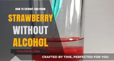 Extracting DNA from Strawberries: An Alcohol-Free Guide