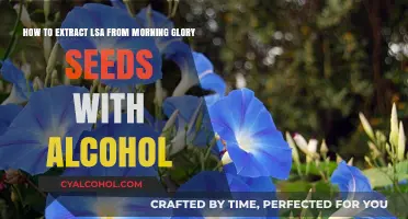 The Morning Glory Seed: Alcohol Extraction of LSA