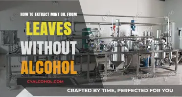 Extracting Mint Oil: An Alcohol-Free Guide