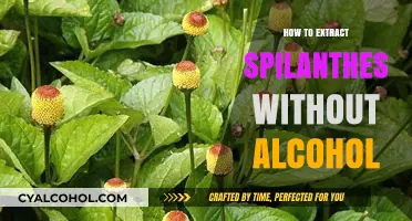 Alcohol-Free Spilanthes Extraction: Simple Methods for Pure Herbal Essence