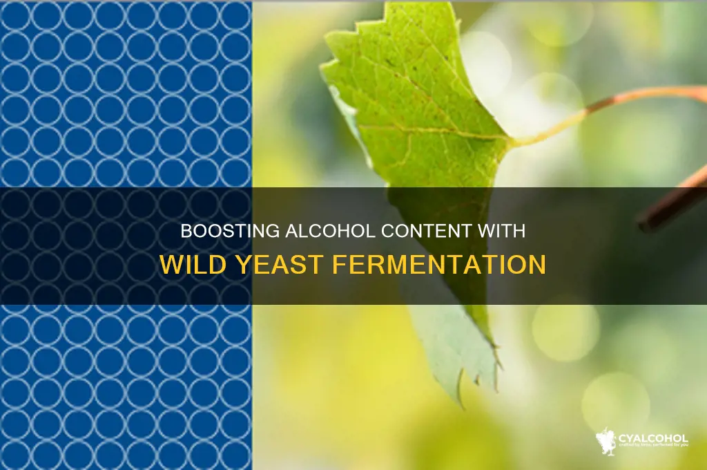 how to force higher alcohol in wild yeast