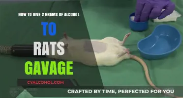 Administering Alcohol to Rats: The Gavage Method