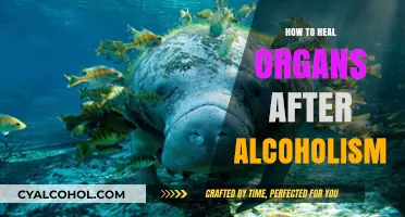 Healing Organs Post-Alcoholism: A Comprehensive Guide to Recovery