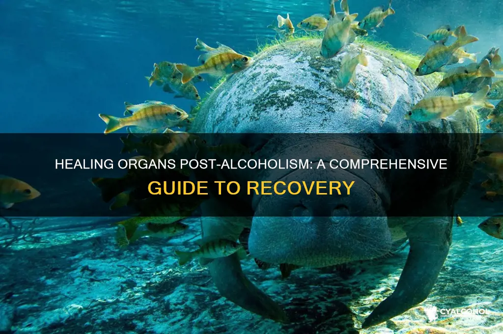 how to heal organs after alcoholism