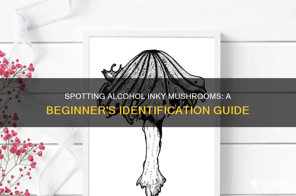 how to identify alcohol inky mushroom