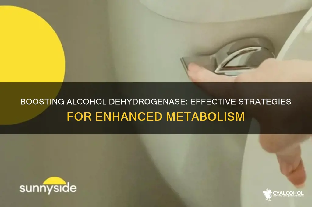 how to increase alcohol dehydrogenase levels