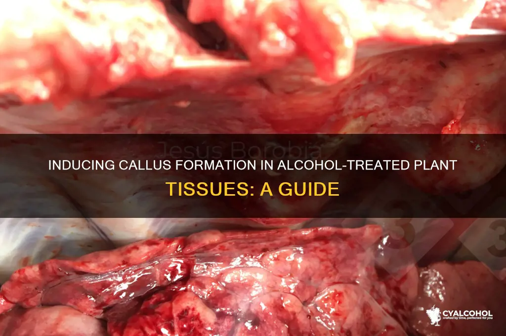 how to induce a calous -alcohol