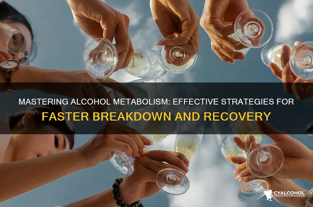 how to metabolize alcohol