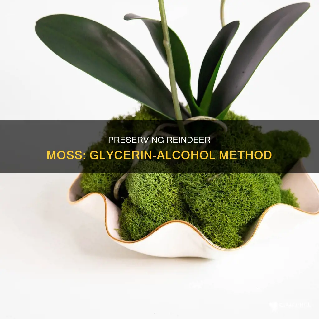 how to preserve reindeer moss with glycerin and denatured alcohol
