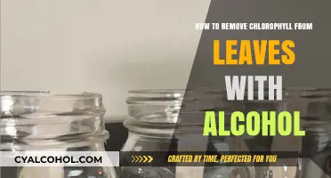 Alcohol Leaf Chromatography: Removing Chlorophyll from Leaves