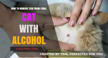 Removing Ticks from Feral Cats with Alcohol