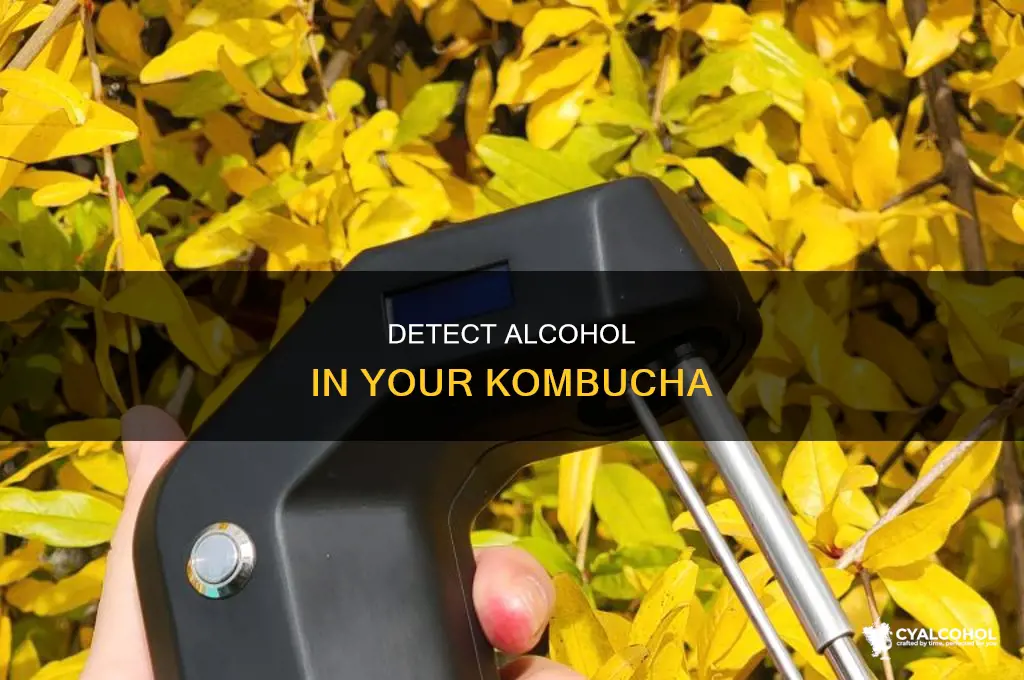 how to tell if homemade kombucha has alcohol