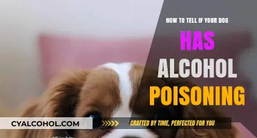 Recognizing Alcohol Poisoning in Your Dog