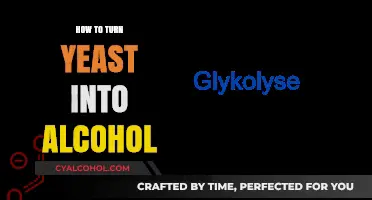 Brewing Basics: Transforming Yeast into Alcohol Through Fermentation