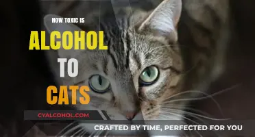 Is Alcohol Harmful to Cats? Understanding the Toxic Risks
