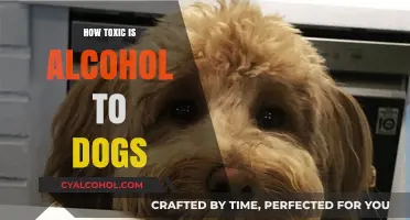Alcohol's Hidden Dangers: Understanding Its Toxicity to Dogs