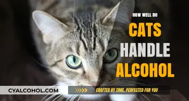 Can Cats Handle Alcohol? Understanding the Risks and Dangers