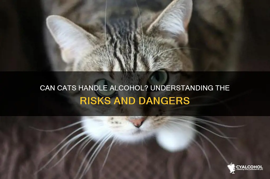how well do cats handle alcohol
