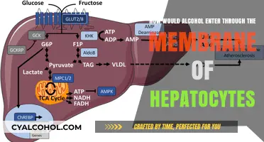 Alcohol's Journey: Permeating Hepatocytes