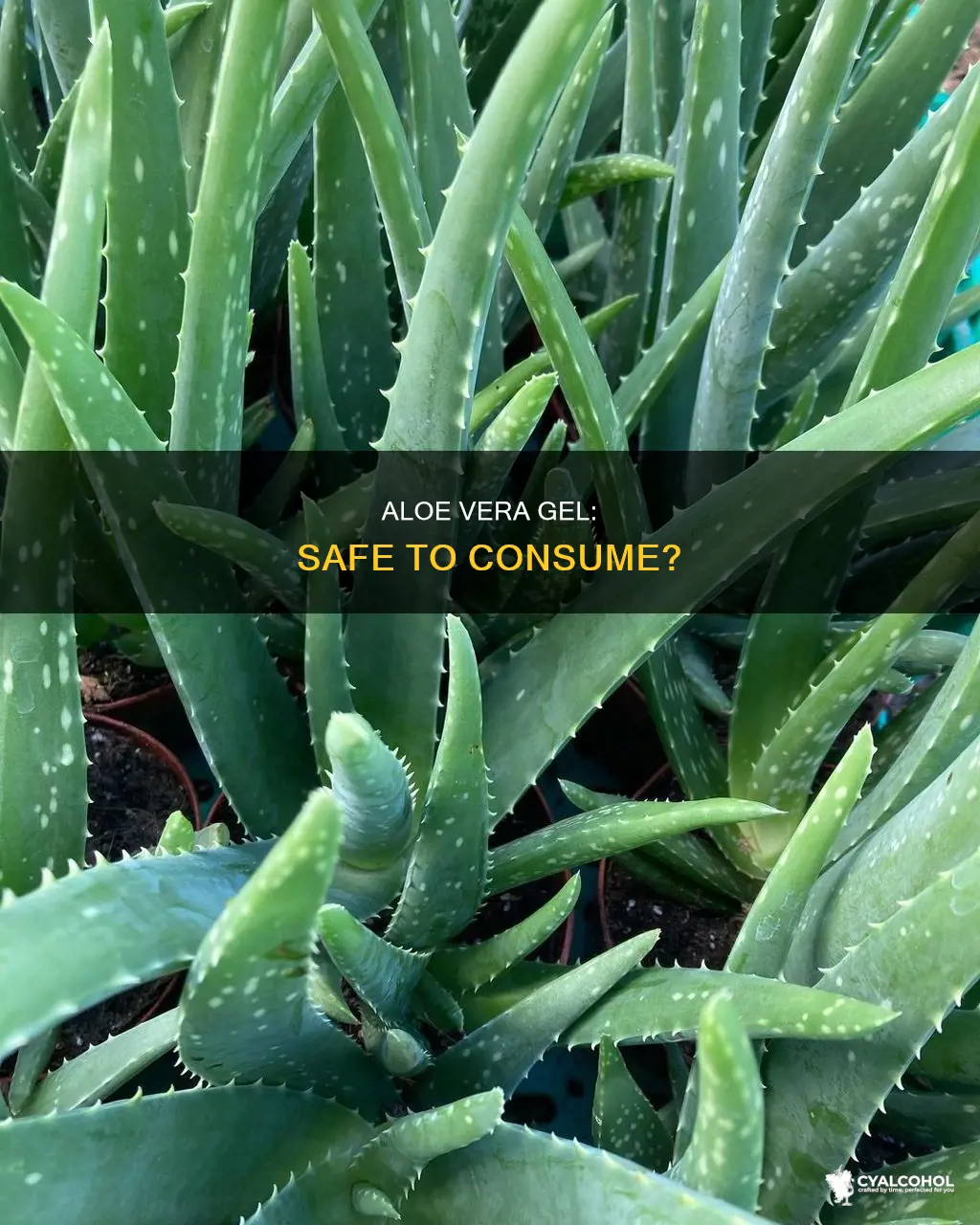 is 100 aloe vera gel alcohol free safe to consume
