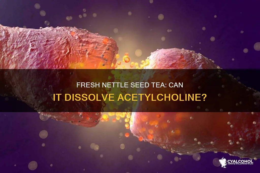 is acetylcholine alcohol soluble in fresh nettle seed tea