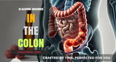 Is Alcohol Absorbed in the Colon? Exploring Digestion and Absorption