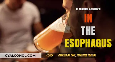 Does Alcohol Absorb in the Esophagus? Understanding the Digestive Process