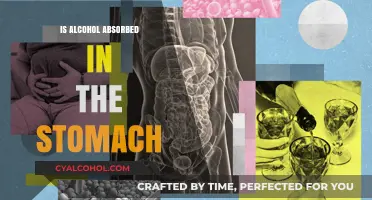 Does Alcohol Absorb in the Stomach? Understanding Digestion and Metabolism