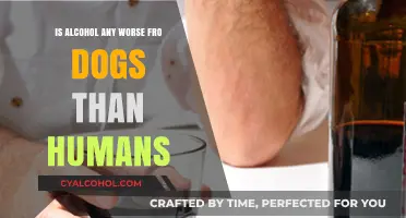 Alcohol: Why More Harmful to Dogs than Humans?