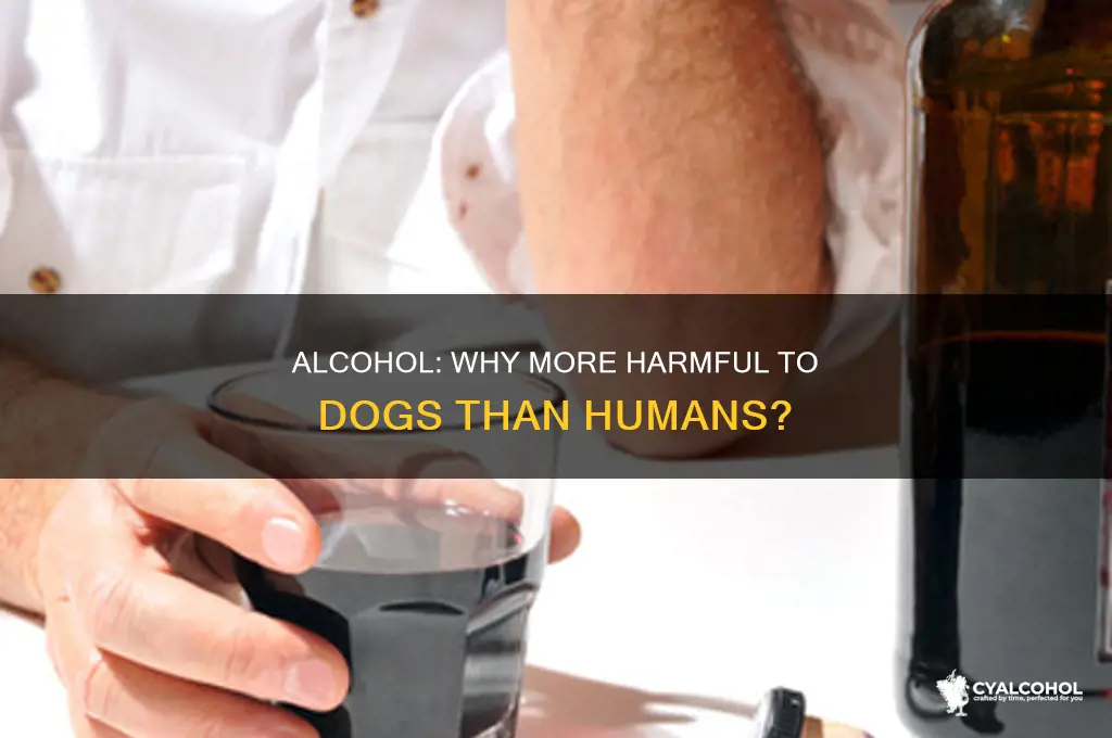 is alcohol any worse fro dogs than humans