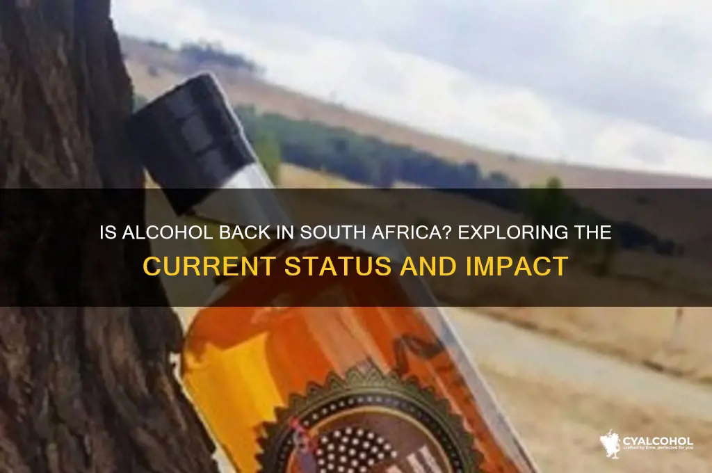 is alcohol back in south africa