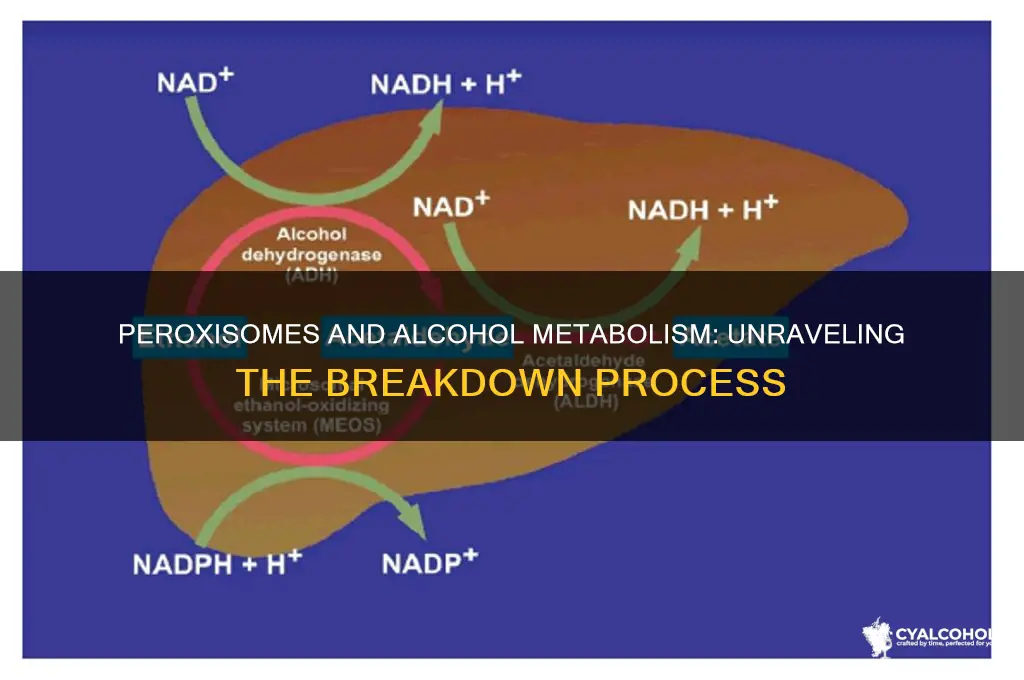 is alcohol broken down by peroxisomes