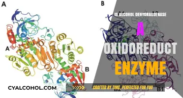 Is Alcohol Dehydrogenase an Oxidoreductase Enzyme? Exploring Its Role