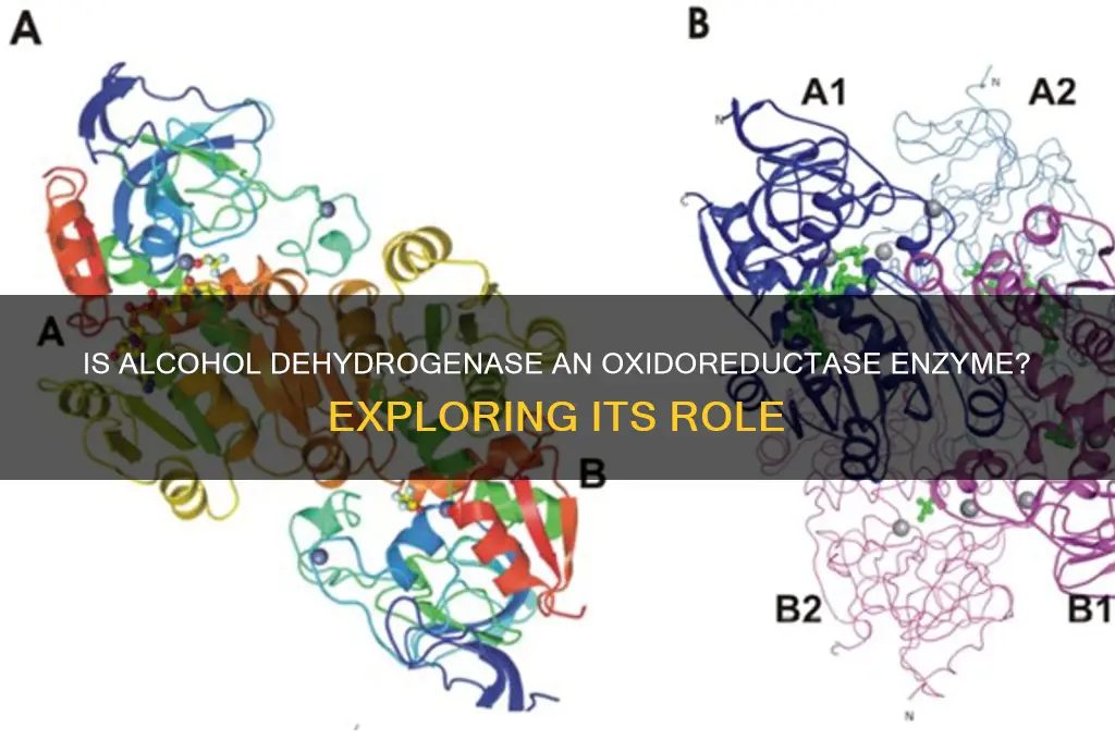 is alcohol dehydragoenase a oxidoreductase enzyme