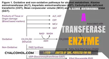 Is Alcohol Dehydrogenase a Transferase Enzyme? Exploring Its Role and Function
