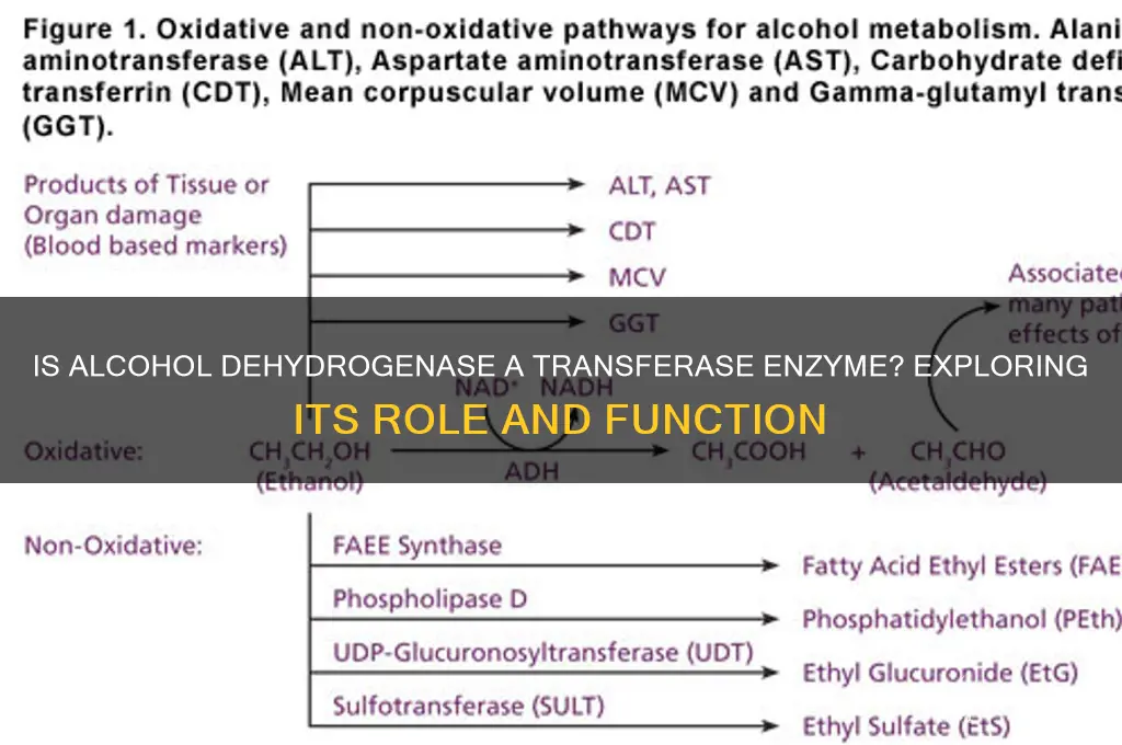 is alcohol dehydrogenase a transferase enzyme