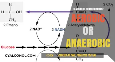 Alcohol Dehydrogenase: Aerobic or Anaerobic? Unraveling Its Metabolic Role