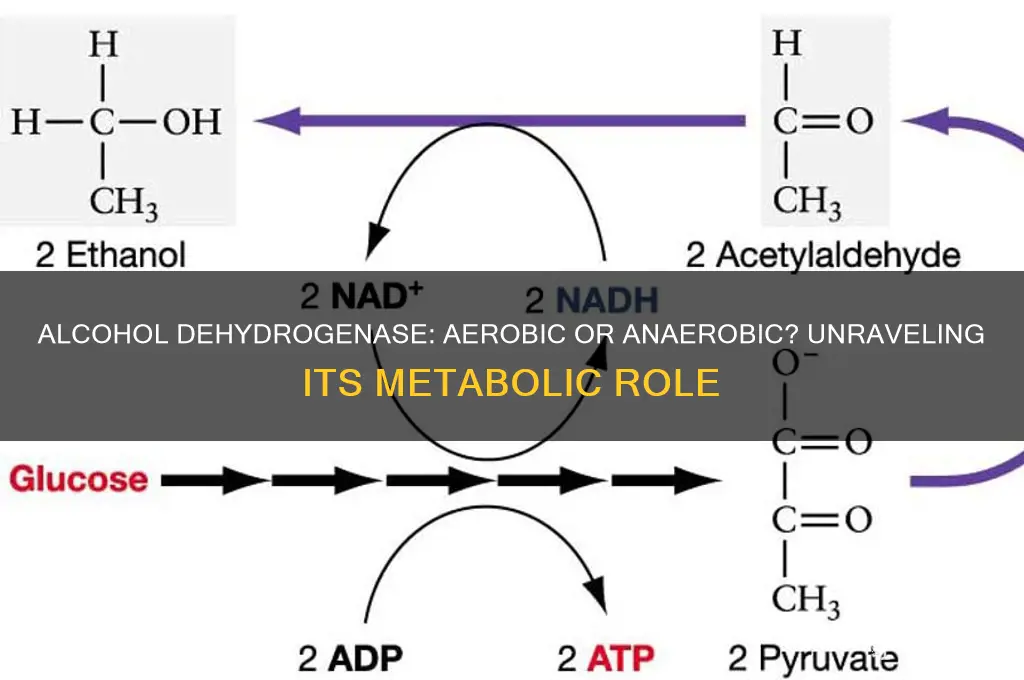 is alcohol dehydrogenase aerobic or anaerobic