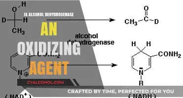 Is Alcohol Dehydrogenase an Oxidizing Agent? Exploring Its Role in Metabolism
