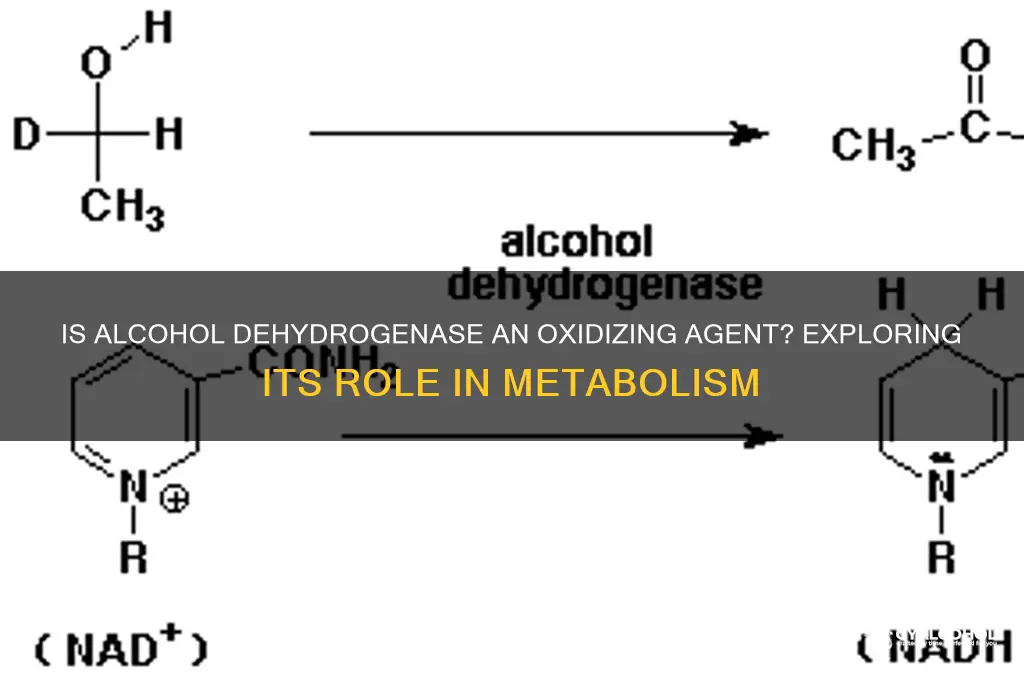 is alcohol dehydrogenase an oxidizing agent