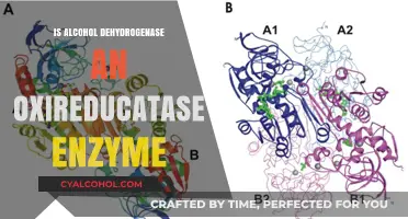 Alcohol Dehydrogenase: Exploring Its Role as an Oxidoreductase Enzyme