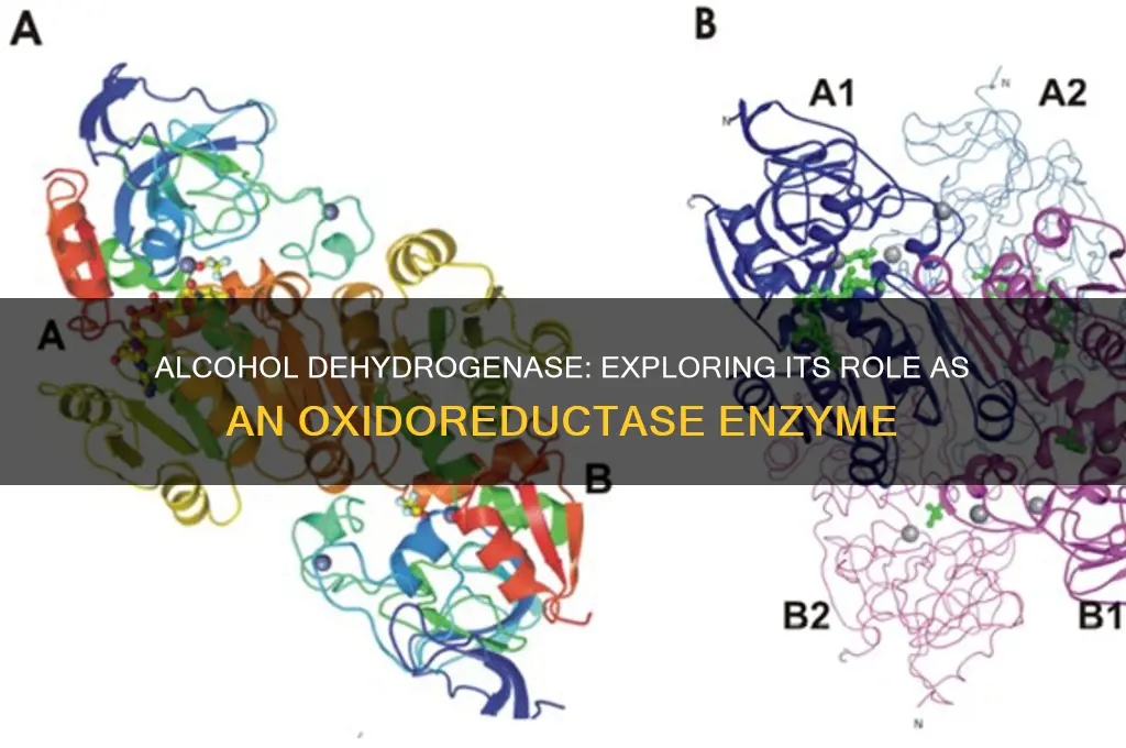 is alcohol dehydrogenase an oxireducatase enzyme