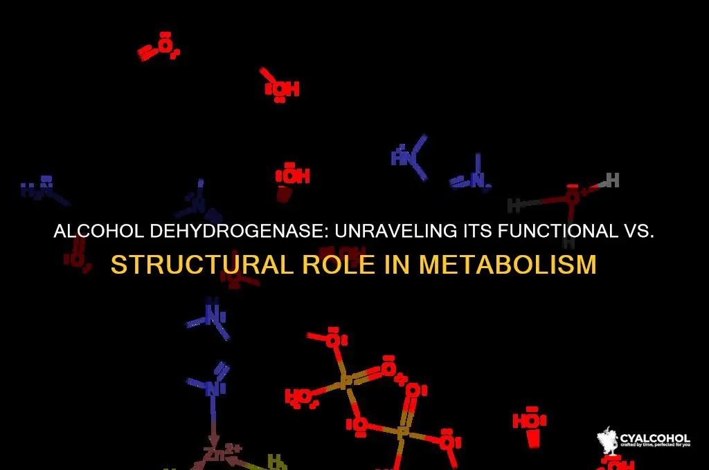 is alcohol dehydrogenase functional or structural