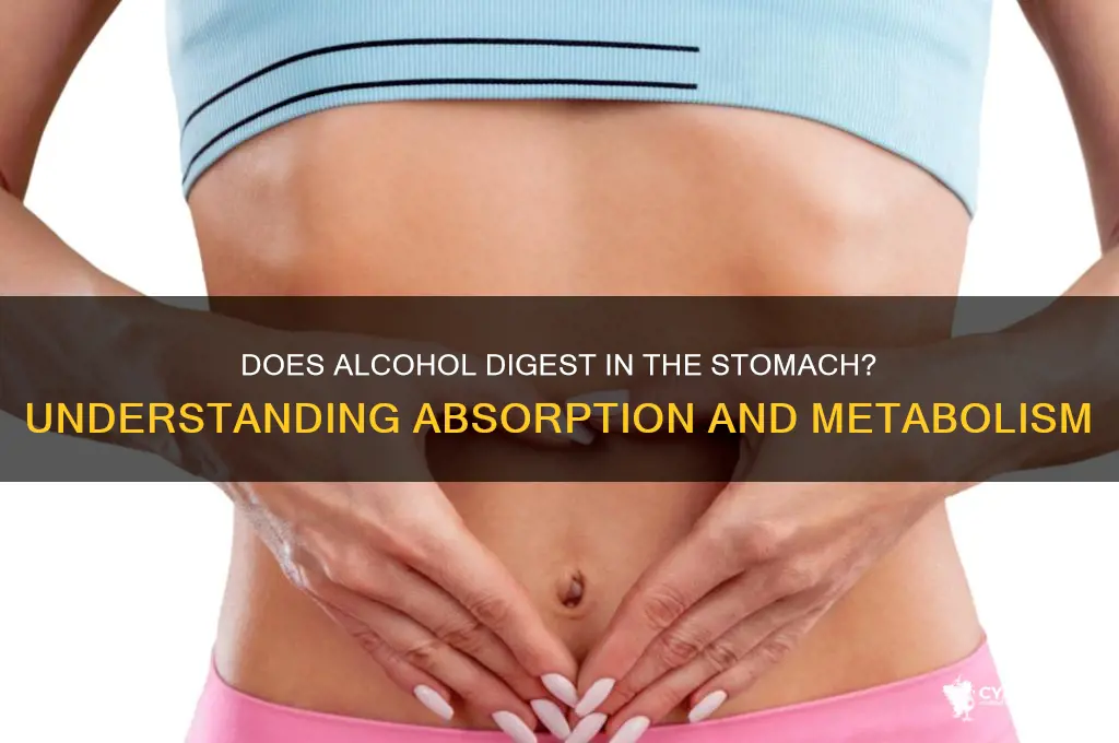 is alcohol digested in the stomach