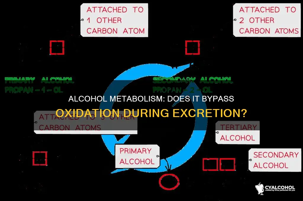 is alcohol excreted without being oxidized