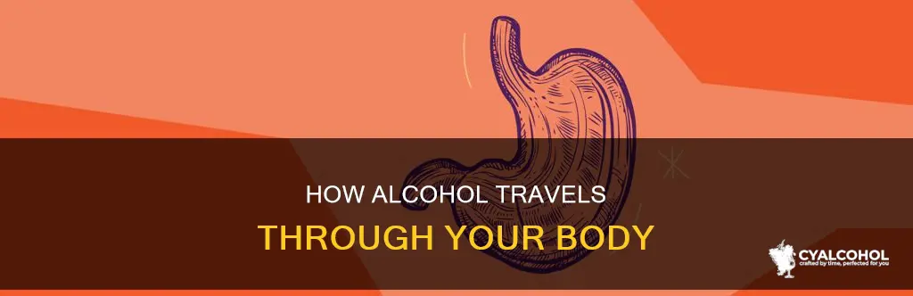 is alcohol fat borne or waterborne in the digestive system