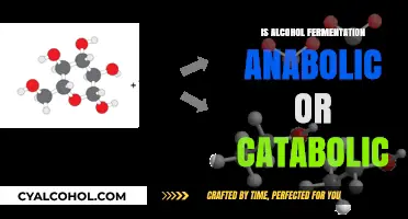 Alcohol Fermentation: Anabolic or Catabolic Process Explained Simply