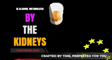 How Alcohol Metabolism Works: Role of Kidneys vs. Liver Explained
