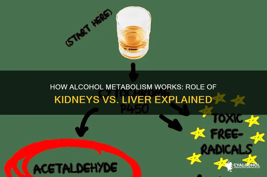 is alcohol metabolized by the kidneys